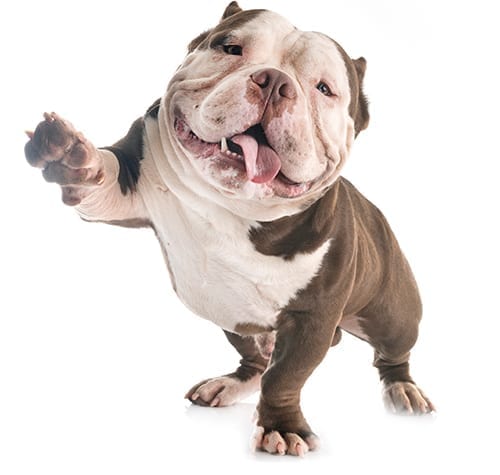 happy bulldog lifting its paw