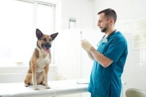 dog vaccinations in lake city, fl