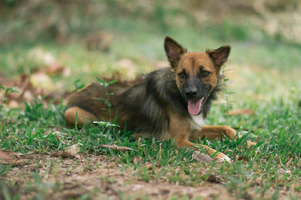 12 Things to Know About Dog Rabies | Lake City Animal Hospital