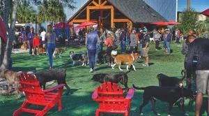 Dogs playing at brewhound dog park + bar 