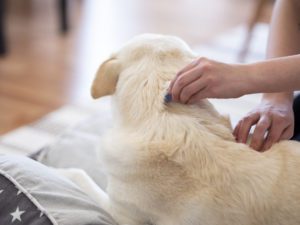 Owner removing tick from dogs back at home