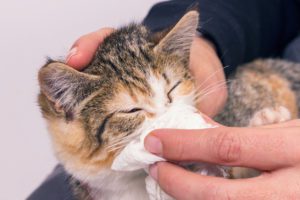 Poor sick kitten with an infection and discharge. Cat care.
