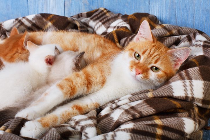 Why do some cats seem to get along with other cats? Their hormones