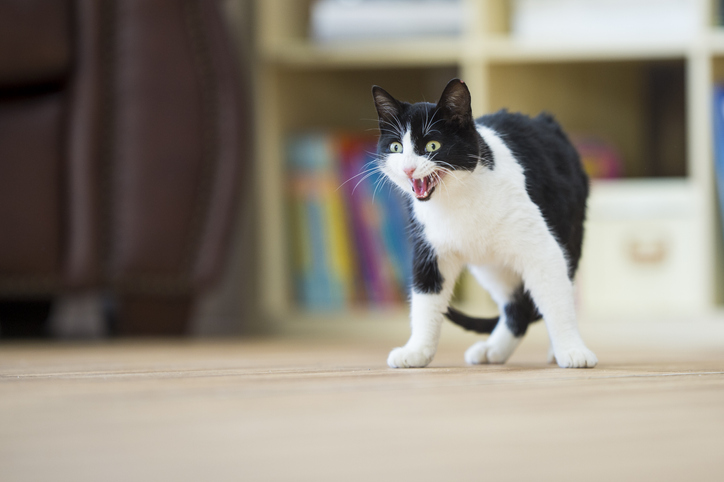 Top Tips to Stop Cat Hissing and Growling Effectively