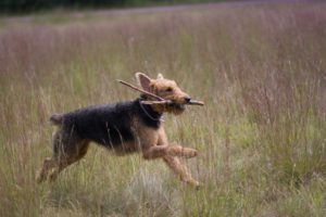 airedale terrier lake city fl