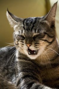 feline reverse sneezing
