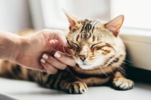 how to help reverse sneezing in cats