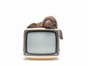what is dog tv