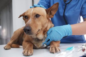 canine fever veterinarian