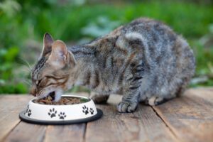 why is my cat throwing up undigested food in lake city, fl