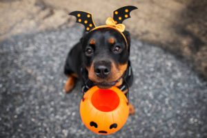 halloween pet safety in lake city, fl