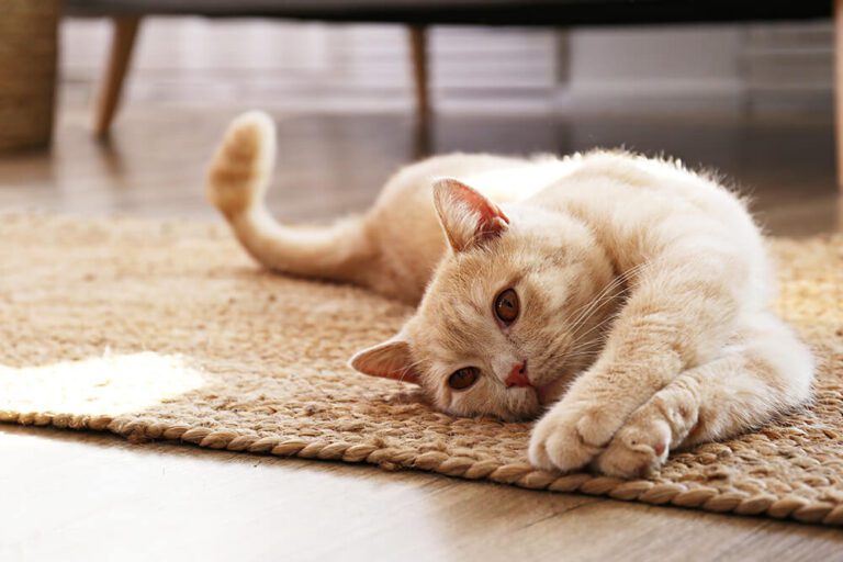 Cat Trilling What It Means and Why Cats Do It Lake City Animal Hospital