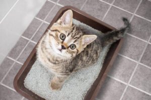 cat in litter box