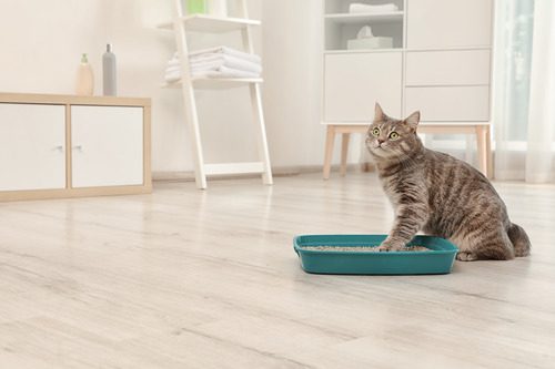 cat-with-one-paw-in-litterbox