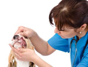 vet-examining-dog's-teeth