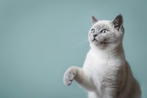 Whisker Fatigue in Cats: Causes, Symptoms, and Remedies - Lake City ...