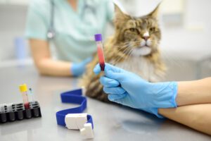 vet-holding-blood-sample-from-maine-coon-cat