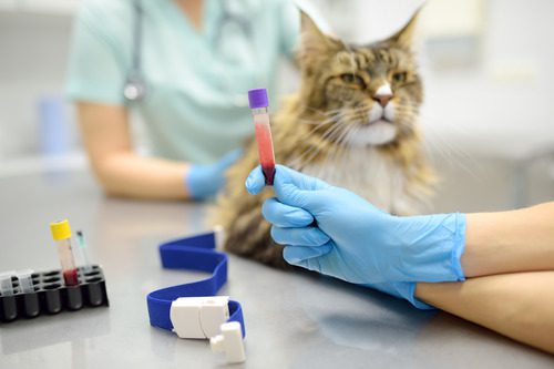 Can Cats Get Heartworms? - Lake City Animal Hospital
