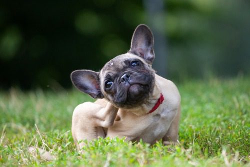 pug-dog-scratching-itself-in-the-grass