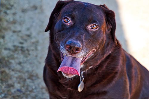 chocolate labrador retriever with cyst by eye