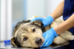 dog laying on side while veterinarian exams them