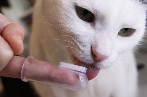 pet-owner-letting-cat-lick-finger-toothbrush