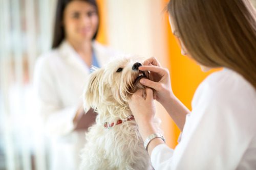 female-vet-checking-maltese-dog's-teeth-at-clinic