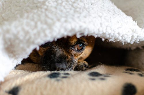 brown-chihuahua-hiding-under-a-white-blanket