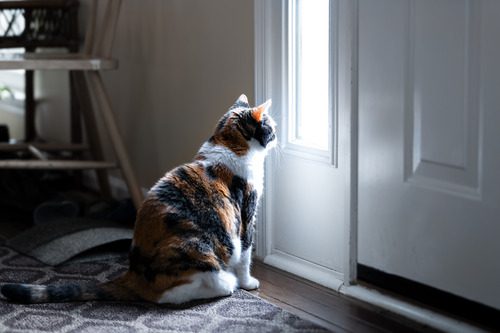 cat-sitting-on-the-floor-looking-out-a-window-near-the-door