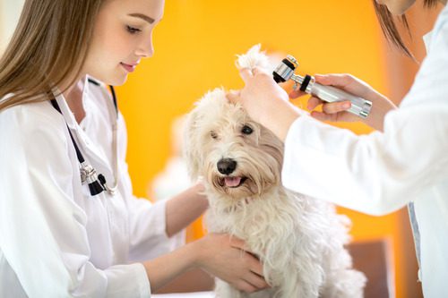 female-vet-holding-small-dog-while-male-vet-examines-the-dog's-ear