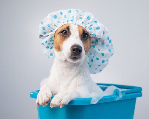 jack-russell-terrier-dog-takes-a-bath-in-a-blue-bucket-wearing-a-blue-polka-dotted-shower-cap