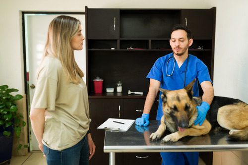 female-pet-owner-talking-with-male-vet-at-german-shepherd-dog's-appointment
