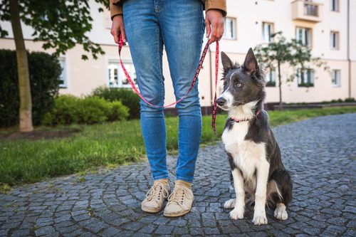 pet-owner-walking-and-training-her-dog-in-a-park