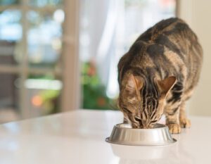 black-and-brown-cat-eating-food-from-metal-bowl-on-the-counter-top-at-home