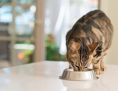 black-and-brown-cat-eating-food-from-metal-bowl-on-the-counter-top-at-home