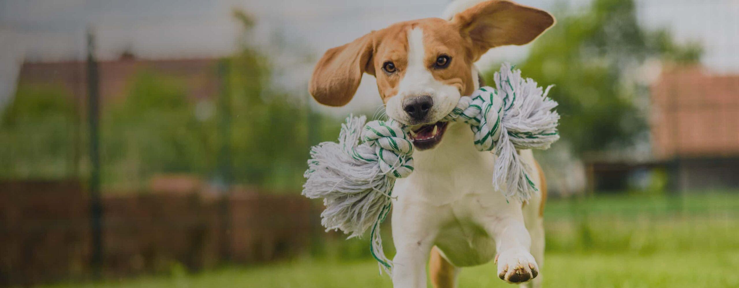 Beagle running with rope knot.