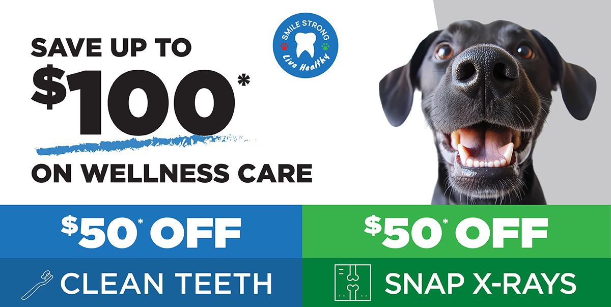 teeth-cleaning-coupon $50 off coupon for teeth cleaning